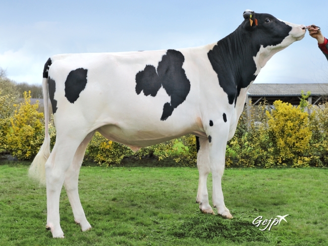 DOSE TAUREAU NILWAY - NFR3100187576 - 6693218