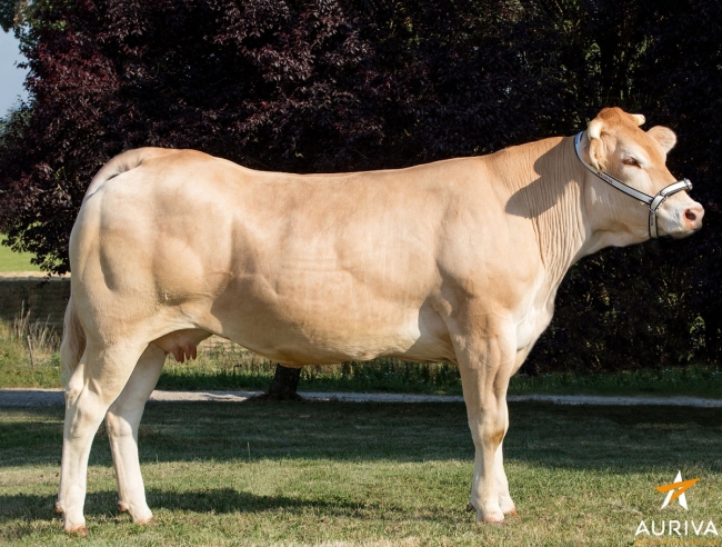 DOSE TAUREAU HASHTAG - NFR3100361906 - 7984446