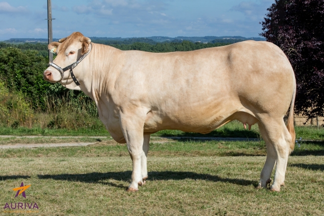 DOSE TAUREAU GALIAX - NFR3211900310 - 7982882