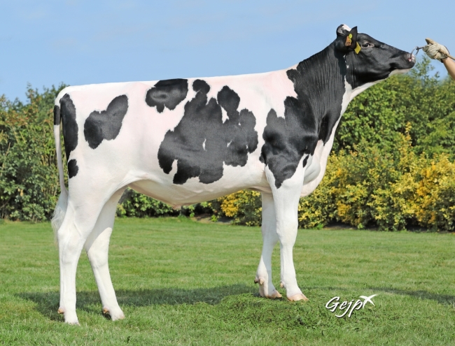 DOSE SEXEE FEM 90 TAUREAU POULIDOR - XFR3511872727 - 6695400