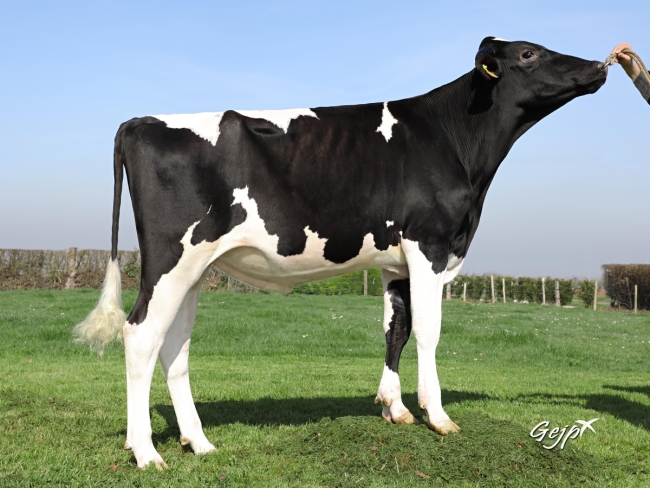 DOSE TAUREAU LAGER - NFR3516149449 - 6690085