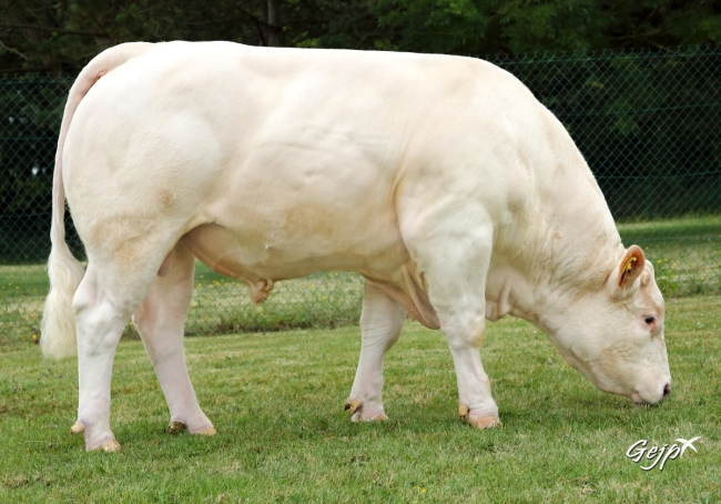 DOSE TAUREAU ORAGE P - NFR3530113444 - 3895916