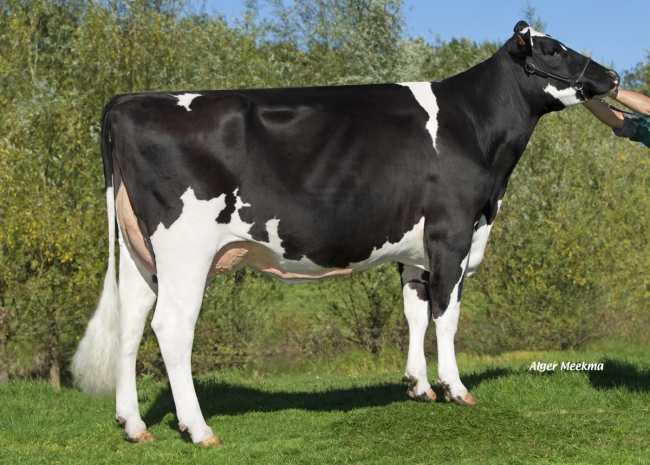 DOSE TAUREAU ROMAZY - NFR3536377185 - 6696801