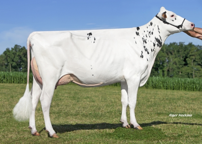 DOSE TAUREAU PIANO - NFR3536657875 - 6695552