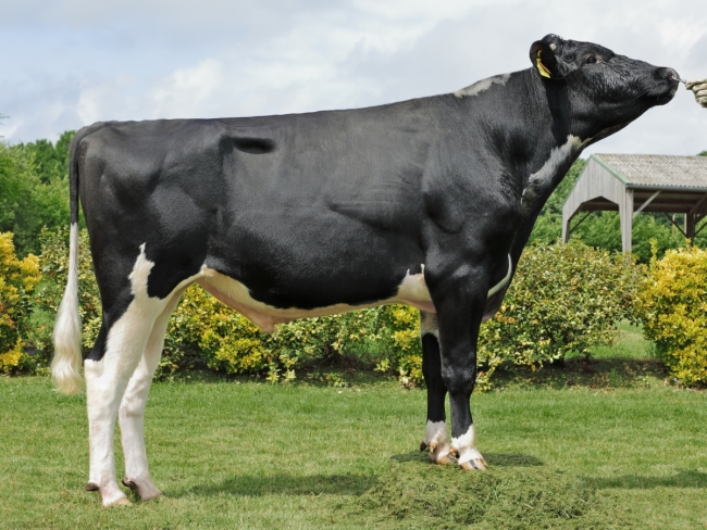 DOSE TAUREAU NERON - NFR3541507815 - 6691937
