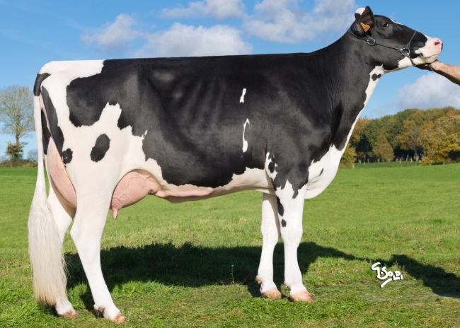 DOSE TAUREAU NERON - NFR3541507815 - 6691937