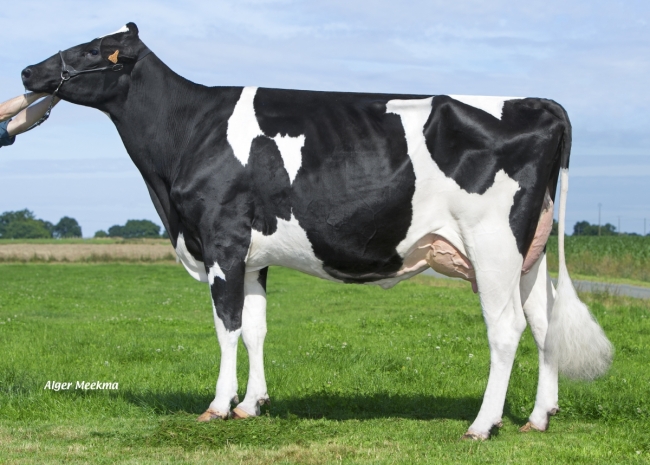 DOSE TAUREAU MUCHOMAS - NFR3542107823 - 6690255