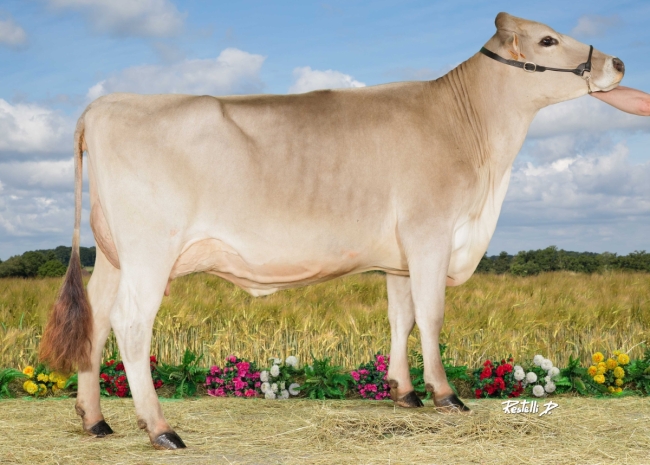 DOSE SEXEE FEM 90 TAUREAU RASTAROKET - XFR3556494016 - 2198345