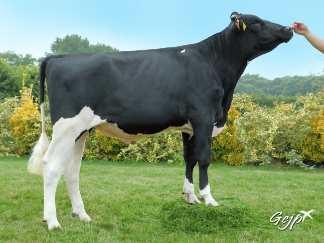 DOSE TAUREAU NORLAND - NFR3558442262 - 6691919