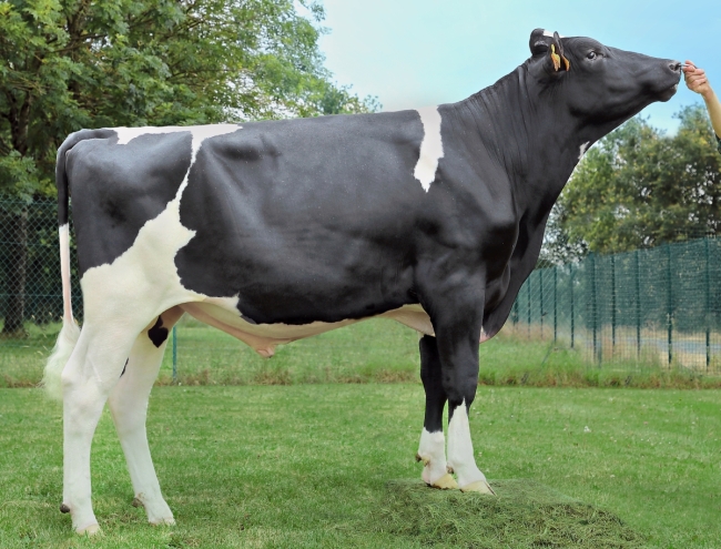 DOSE TAUREAU OUPS - NFR3558442385 - 6695082