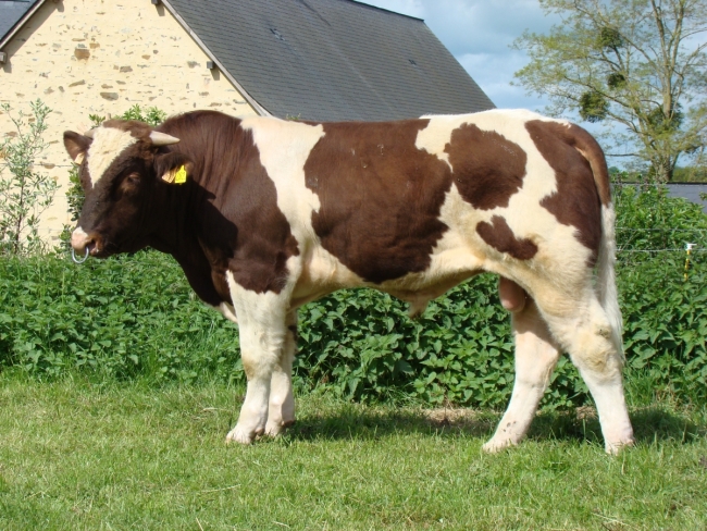 DOSE TAUREAU JAPOLIN - NFR3565682155 - 4187646