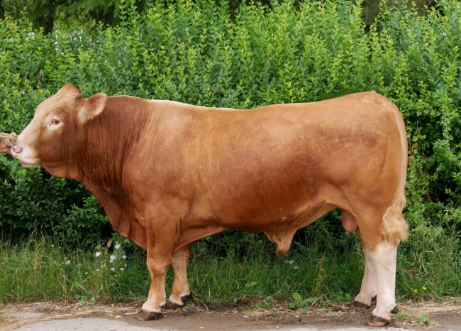 DOSE TAUREAU OKINA - NFR3615339192 - 3496307