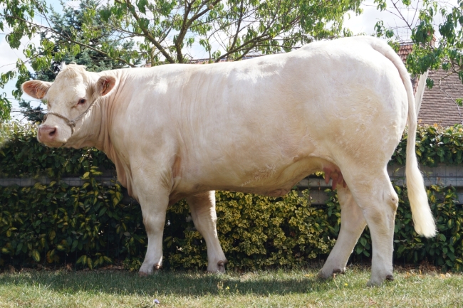 DOSE TAUREAU INDOU SC - NFR3615364745 - 3886952