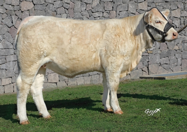 DOSE TAUREAU INDOU SC - NFR3615364745 - 3886952