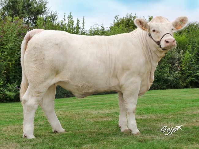 DOSE TAUREAU INDOU SC - NFR3615364745 - 3886952