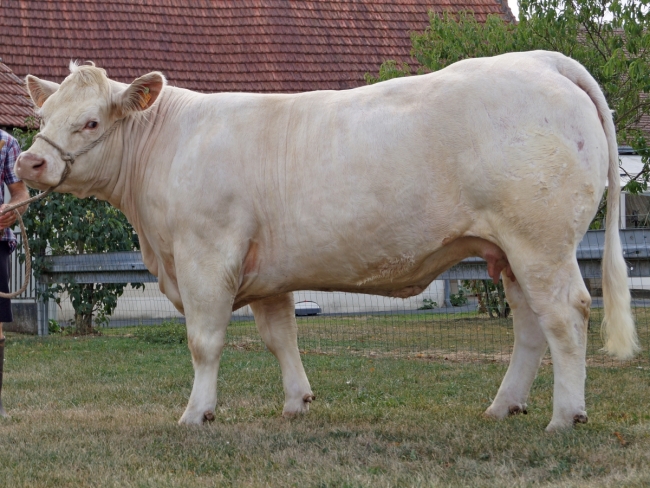 DOSE TAUREAU INDOU SC - NFR3615364745 - 3886952