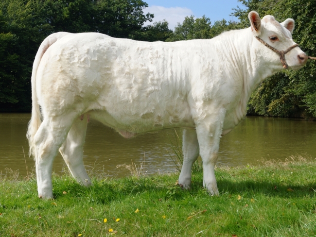 DOSE TAUREAU INDOU SC - NFR3615364745 - 3886952