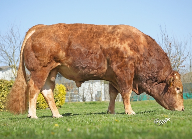 DOSE TAUREAU PUMA - NFR3615369484 - 3496770
