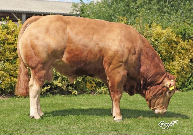 DOSE TAUREAU PUMA - NFR3615369484 - 3496770