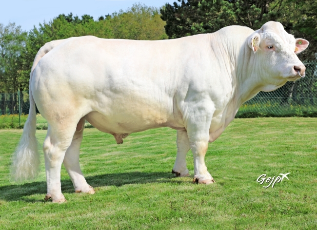 DOSE TAUREAU RAPHAELO - NFR3615681986 - 38A0041