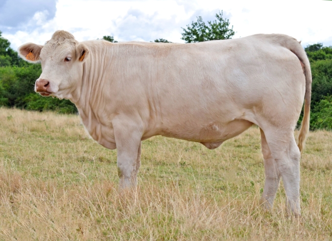 DOSE TAUREAU RAPHAELO - NFR3615681986 - 38A0041