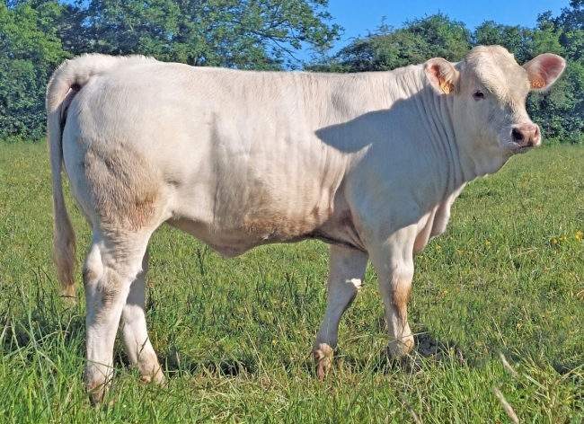 DOSE TAUREAU RAPHAELO - NFR3615681986 - 38A0041