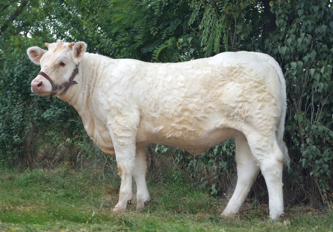 DOSE TAUREAU MYDREAM - NFR3702861664 - 3892602