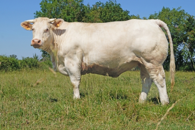 DOSE TAUREAU MUSCLOR - NFR3702861675 - 3892603
