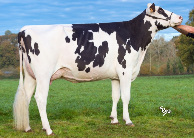 DOSE TAUREAU HINES ISY - NFR3704251244 - 6684692