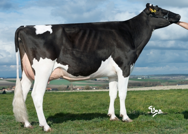 DOSE TAUREAU EHMAN ISY - NFR3704257074 - 6678068