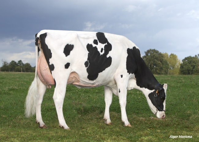 DOSE TAUREAU EHMAN ISY - NFR3704257074 - 6678068