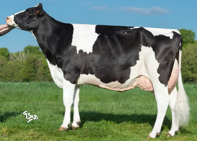 DOSE TAUREAU MALTACHE - NFR3719541657 - 6691429