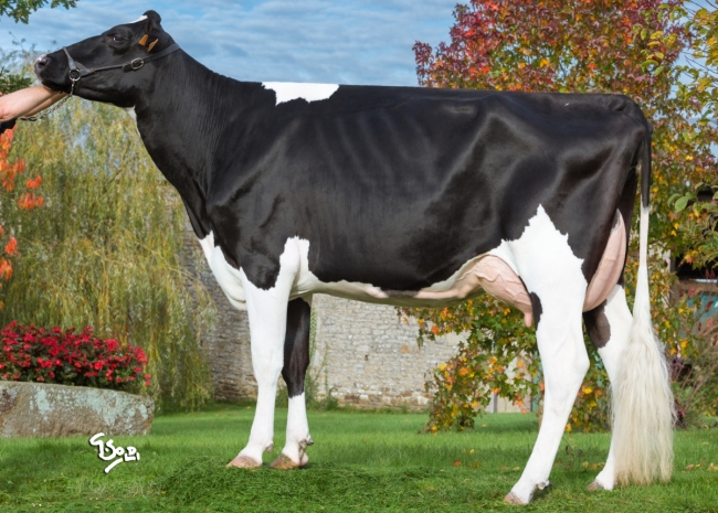 DOSE TAUREAU MAINLY - NFR3722376622 - 6691430