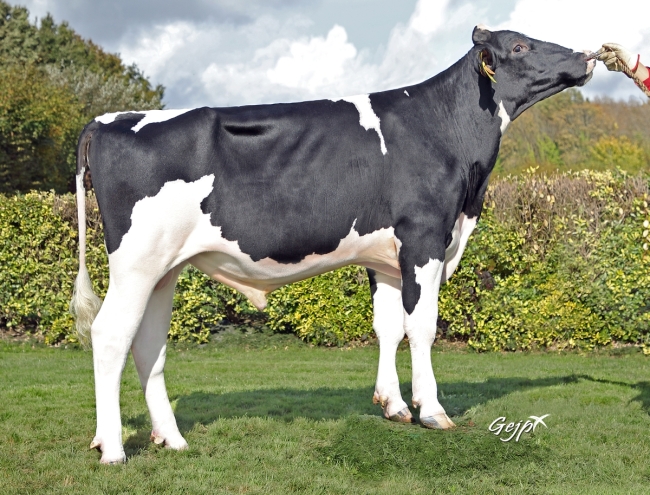 DOSE TAUREAU TAVERNIER - NFR4117432171 - 66A1007