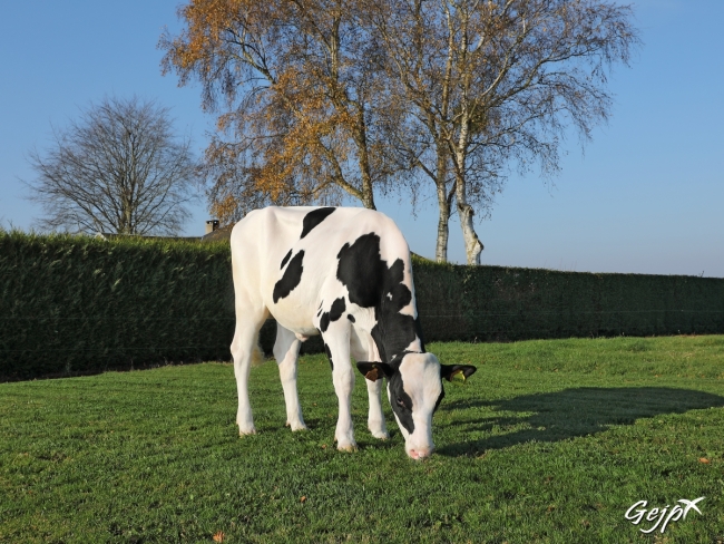 DOSE TAUREAU NUACES - NFR4119281847 - 6692890
