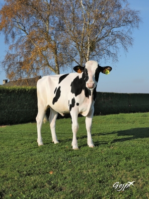 DOSE TAUREAU NUACES - NFR4119281847 - 6692890
