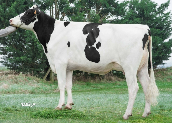 DOSE TAUREAU NUCLEUS - NFR4242715457 - 6692575