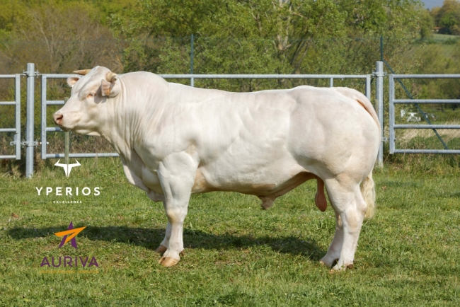 DOSE TAUREAU RUDY EXC - NFR4243102878 - 3898019
