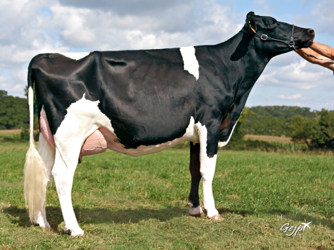 DOSE TAUREAU EDELWEISS - NFR4309210499 - 6678032