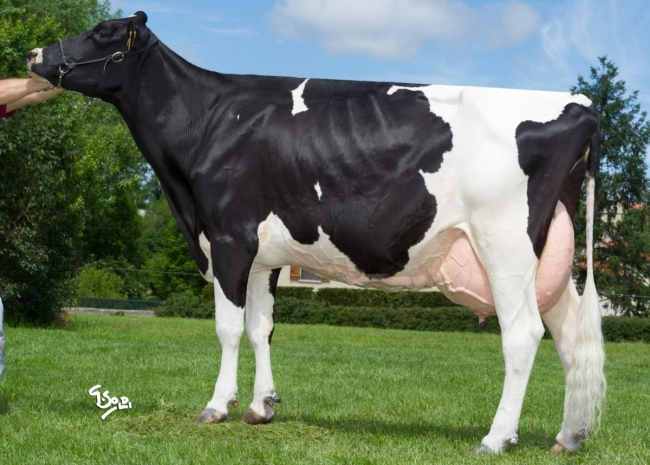 DOSE TAUREAU EDELWEISS - NFR4309210499 - 6678032