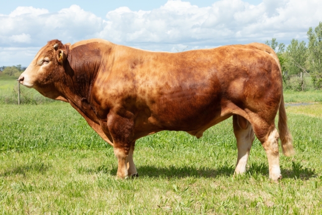 DOSE TAUREAU ONIWER - NFR4318039457 - 3496308