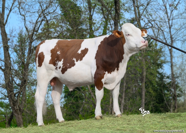 DOSE TAUREAU VIXEN - NFR4324236271 - 46A4537