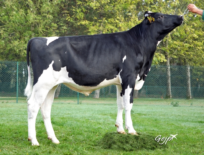 DOSE TAUREAU PEPPY - NFR4401573643 - 6695789