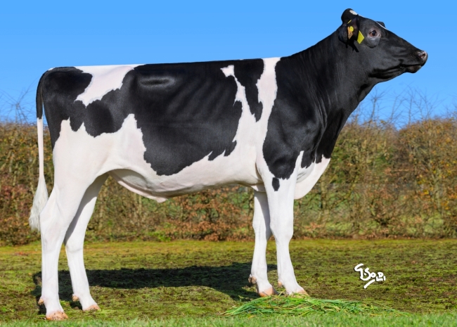 DOSE TAUREAU VIERA - NFR4403452933 - 66A4454