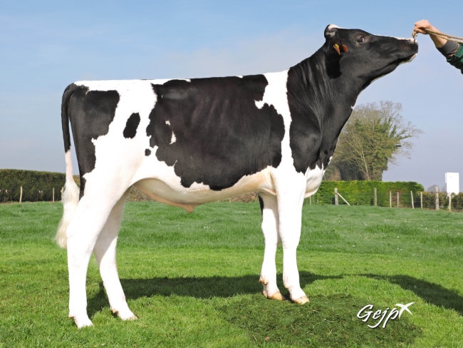 DOSE TAUREAU LEEFONG - NFR4405187421 - 6690089