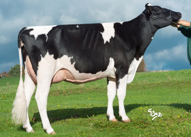 DOSE TAUREAU LEEFONG - NFR4405187421 - 6690089