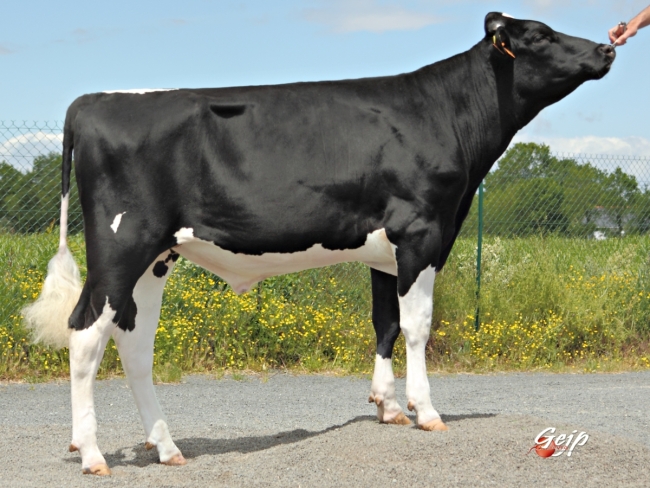 DOSE TAUREAU GRONDIN - NFR4405371812 - 6681189