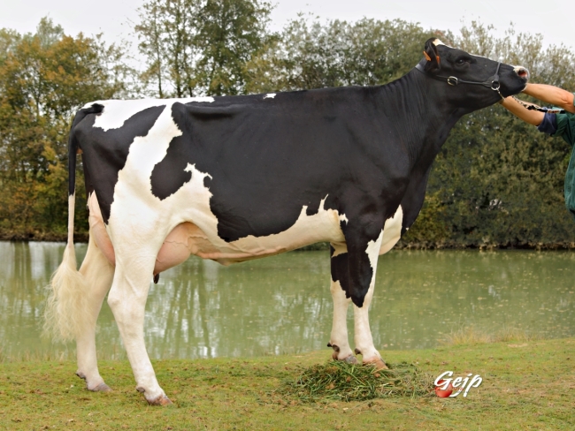 DOSE TAUREAU GRONDIN - NFR4405371812 - 6681189