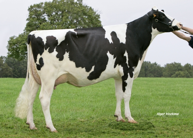 DOSE TAUREAU NAMA P - NFR4421682433 - 6692271