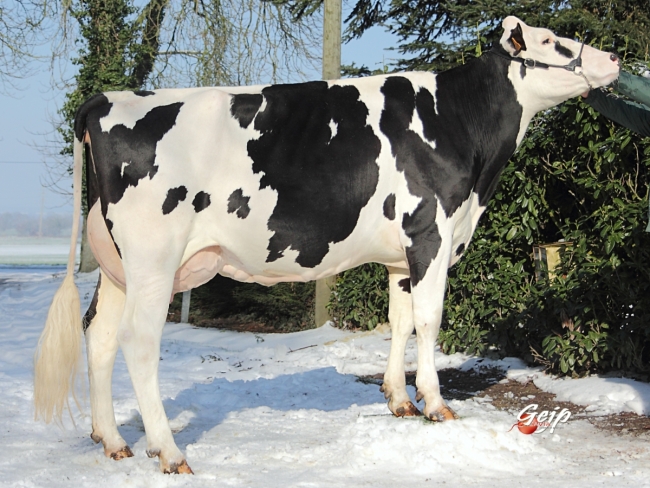 DOSE TAUREAU FLOW - NFR4432722567 - 6679479